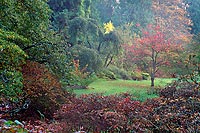 Tree In Clearing, Washington Park Arboretum - Seattle, Washington (13015 bytes) www.jeffkrewson.com