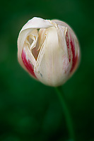 Tulip Study 2 (7704 bytes)