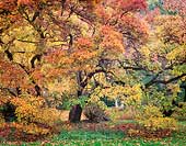 Turning Tree, Washington Park Arboretum - Seattle, Washington (8822 bytes) www.jeffkrewson.com 