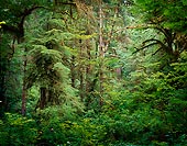 Wall of Green - Hoh Rain Forest, Washington (11390 bytes) www.jeffkrewson.com