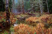 Winter Marsh, Mountain Loop Highway - North Cascade Mountains, Washington (13636 bytes) www.jeffkrewson.com